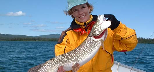 The Yukon features incredible northern pike fishing